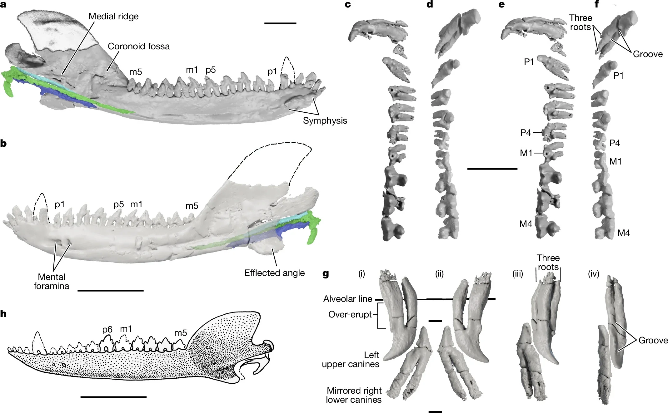Megacauda (PMOL-AM00026) mandible and middle ear reconstruction and upper dentition.