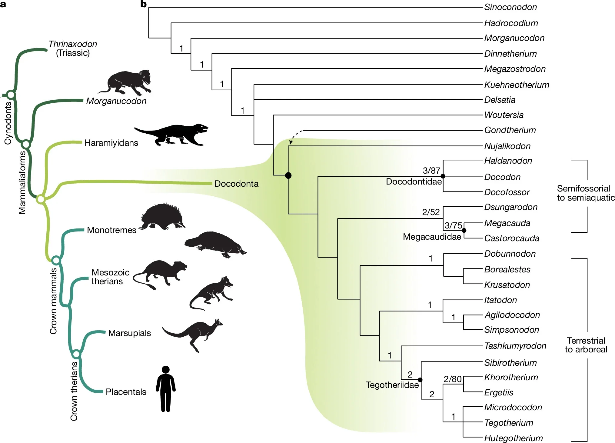 Phylogeny of Docodonta including Megacauda. a, Schematic cynodont-mammaliaform phylogeny of major clades including Docodonta. b, Phylogeny of docodontan genera. 