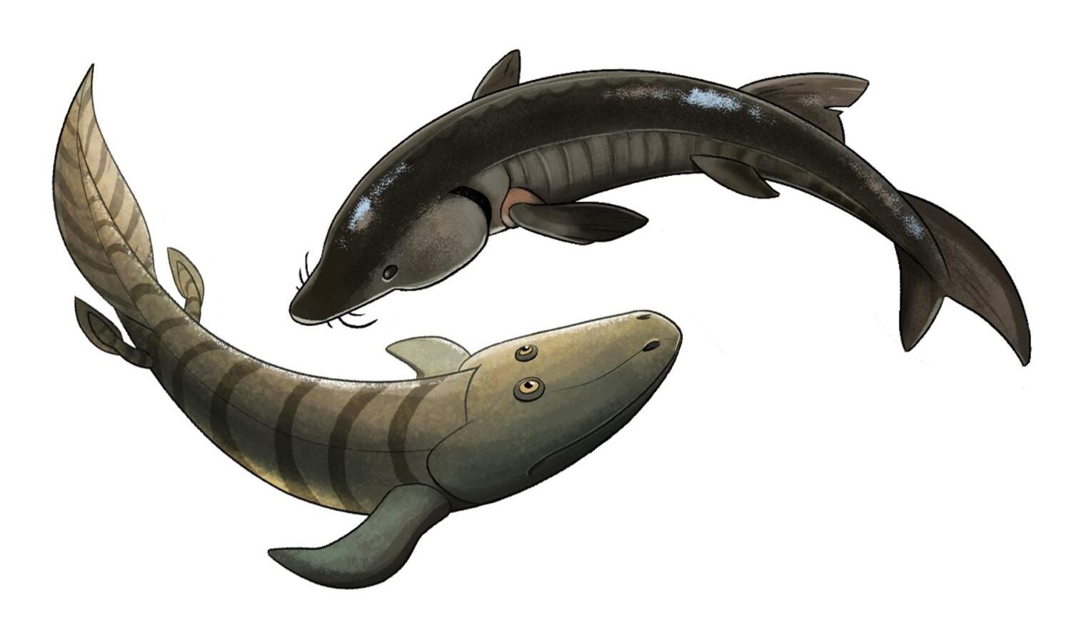 Illustration of a sturgeon, top, and an artist’s reconstruction of the fossil fish, Tiktaalik, one of the closest relatives to limbed vertebrates.