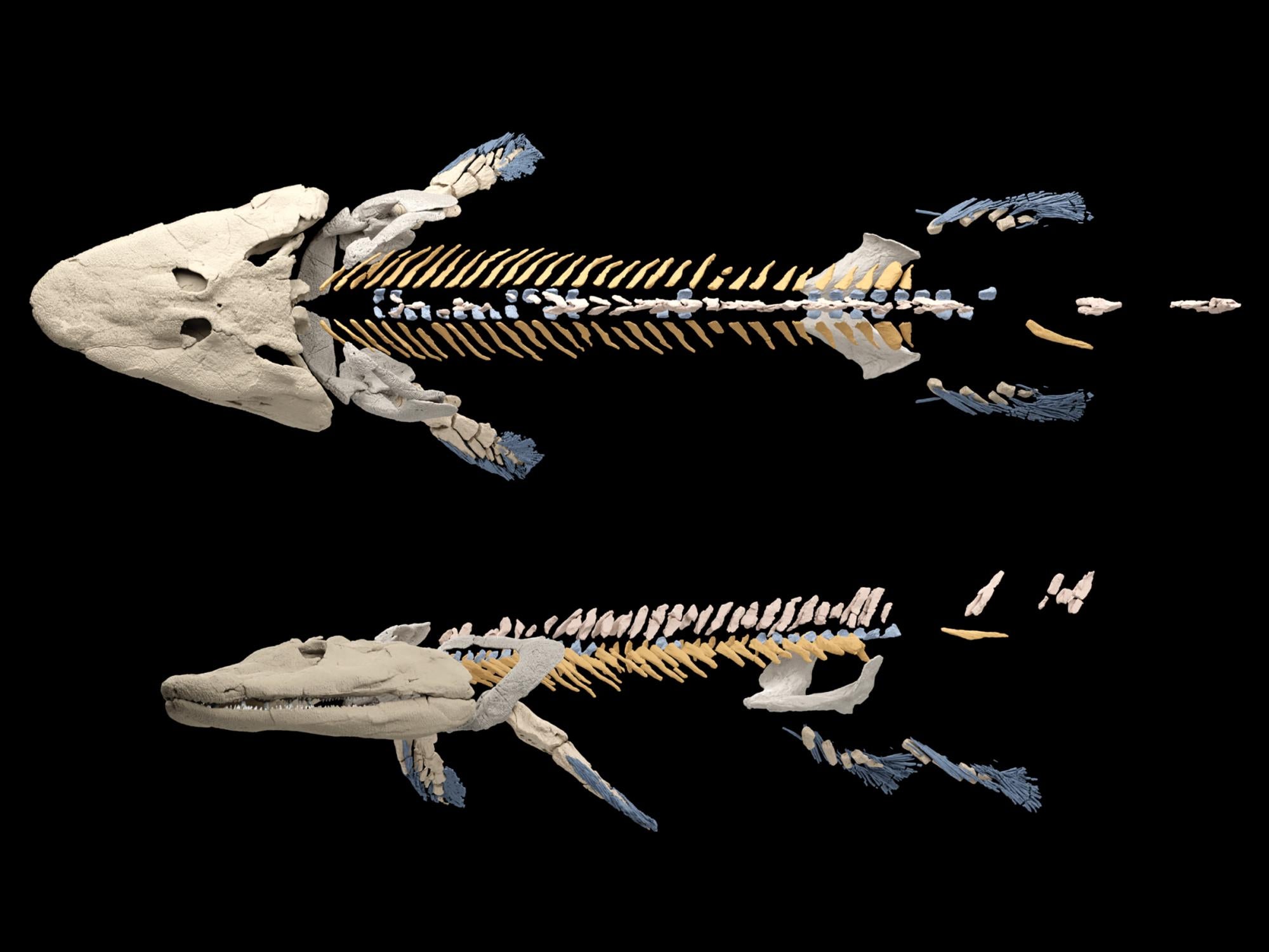 Reconstruction of the skeleton of Tiktaalik roseae, a 375-million-year-old fossil fish.