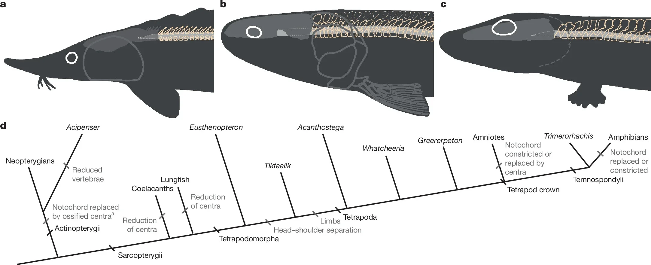 Evolution of the axial column during the origin of tetrapods.